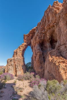 A rock arch and wild flowers at the Stadsaal Caves and Rock Art site in the Cederberg Mountains in the Western Cape Province of South Africa