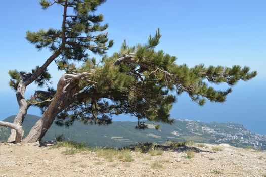 A curved lone pine tree on top of a mountain, against a wooded hill and city below. The concept of ecosystem conservation.