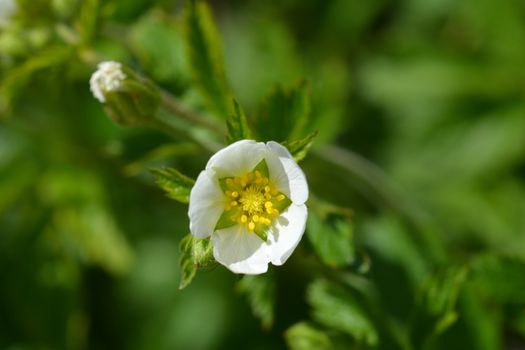 Rock cinquefoil White Beauty - Latin name - Potentilla White Beauty