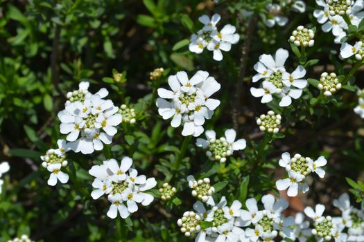 Evergreen candytuft Schneeteppich - Latin name - Iberis sempervirens Schneeteppich 