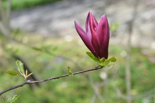 Lily Magnolia O Neill - Latin name - Magnolia liliiflora O Neill