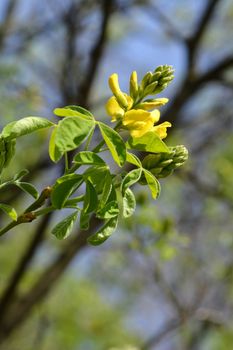 Dalmatian laburnum yellow flowers - Latin name - Petteria ramentacea