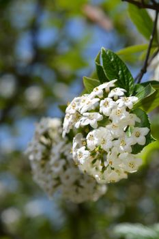 Korean spice viburnum white flowers - Latin name - Viburnum carlesii