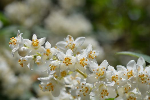 Fuzzy deutzia Macrocephala - Latin name - Deutzia scabra Macrocephala