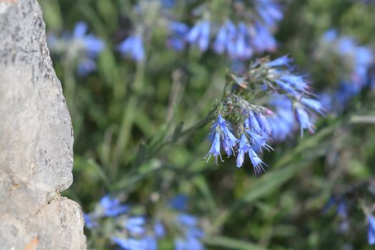 Balkan endemic blue flower - Latin name - Moltkia petraea