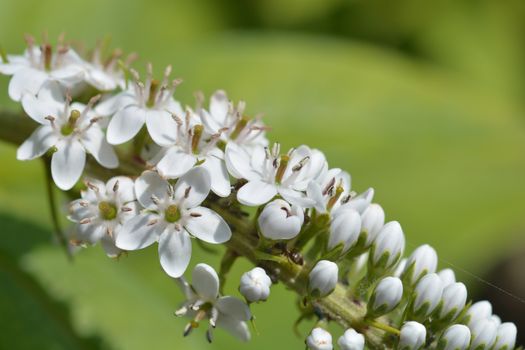 Gooseneck loosestrife - Latin name - Lysimachia clethroides