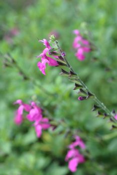 Baby sage Pink Blush - Latin name - Salvia microphylla Pink Blush