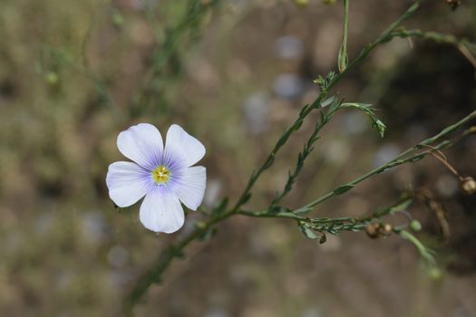 Close up of pale blue perennial flax flower - Latin name - Linum perenne