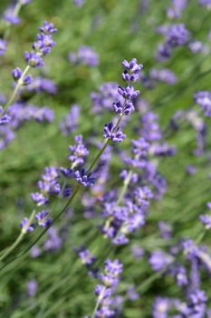 Common lavender - Latin name - Lavandula angustifolia Delphinensis