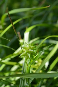 Grays sedge - Latin name - Carex grayi