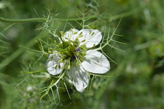 Close up of Love-in-a-mist flower - Latin name - Nigella damascena