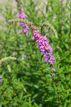 Purple lythrum flower - Latin name - Lythrum salicaria