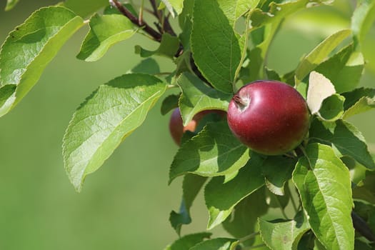 Red apple on tree branch. Unripe apple on tree. Apples in garden. Summer fruits in Latvia.
