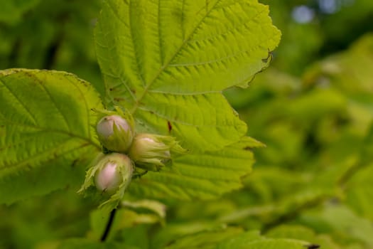 Hazelnuts on tree branch. Unripe hazelnuts on tree. Hazelnuts in garden. Summer fruits in Latvia.