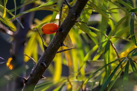 Buckthorn berry bush, tree branch. One buckthorn on tree, bush. Buckthorns in garden. Summer berrys in Latvia.