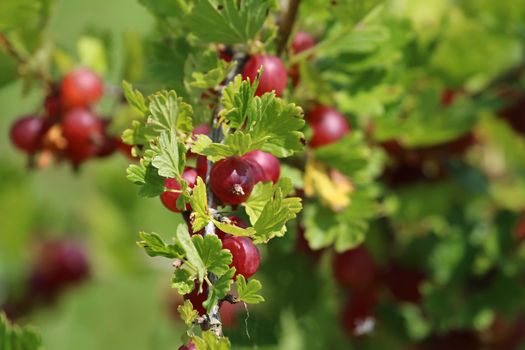 Gooseberries on bush branch. Gooseberries on bush. Gooseberries in garden. Summer berries in Latvia.