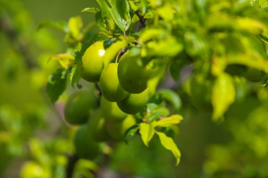 Green plums on tree branch. Unripe plums on tree. Green plums on green background in garden. Summer fruits in Latvia.