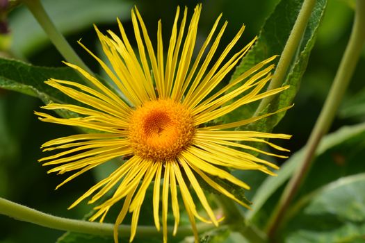 Giant fleabane flower - Latin name - Inula magnifica