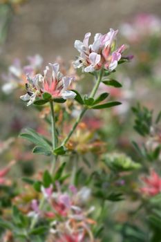 Hairy canary clover - Latin name - Dorycnium hirsutum