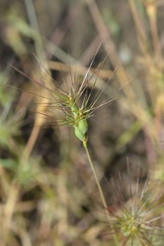 Ovate goatgrass - Latin name - Aegilops geniculata
