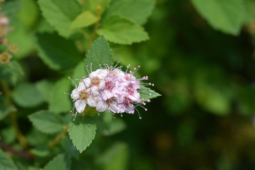 Pale pink Japanese spirea Little Princess - Latin name - Spiraea japonica Little Princess