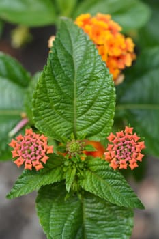 Shrub verbena orange flower buds close up - Latin name - Lantana camara