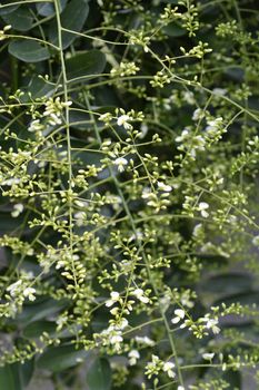 Weeping Japanese pagoda tree - Latin name - Sophora japonica pendula