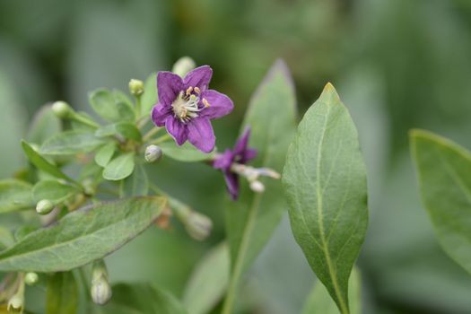 Chinese boxthorn purple flower - Latin name - Lycium chinense