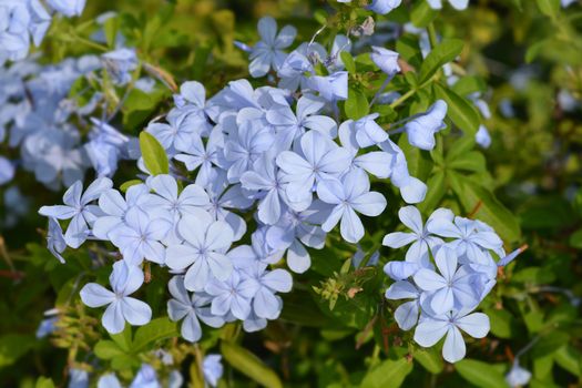 Blue plumbago - Latin name - Plumbago auriculata