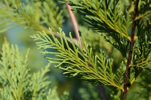 Leyland cypress - Latin name - Cuprocyparis leylandii