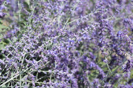 Russian sage - Latin name - Perovskia atriplicifolia