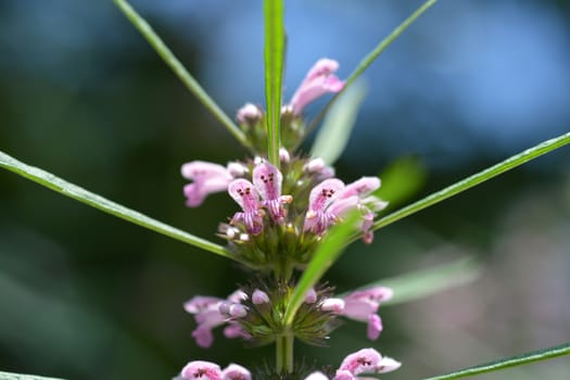 Siberian motherwort pink flower close up - Latin name - Leonurus sibiricus