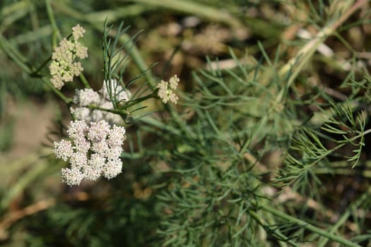 Mountain cicely - Latin name - Seseli montanum subsp. tomasinii