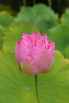 Sacred lotus flower bud - Latin name - Nelumbo nucifera