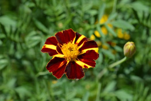 French marigold Mr. Majestic - Latin name - Tagetes patula nana Mr. Majestic