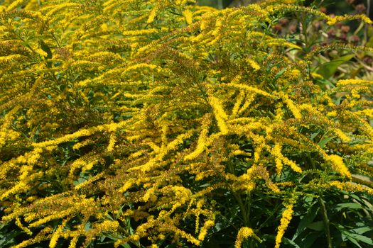 Canadian goldenrod yellow flower - Latin name - Solidago canadensis