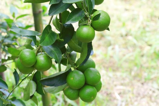 Green organic lime citrus fruit hanging on tree in nature background.