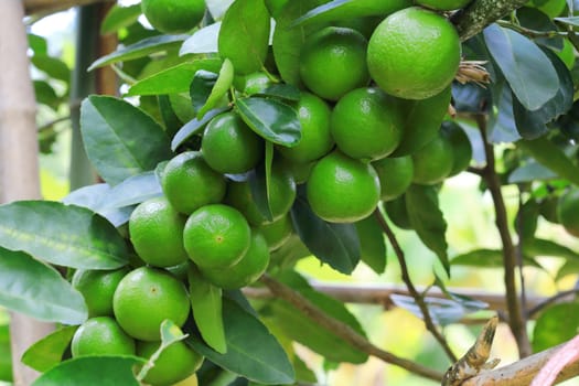 Green organic lime citrus fruit hanging on tree in nature background.