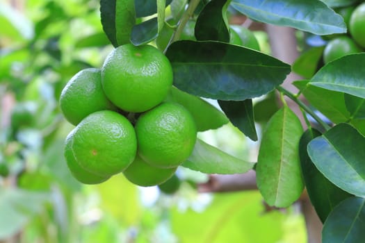 Green organic lime citrus fruit hanging on tree in nature background.