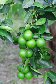Green organic lime citrus fruit hanging on tree in nature background.