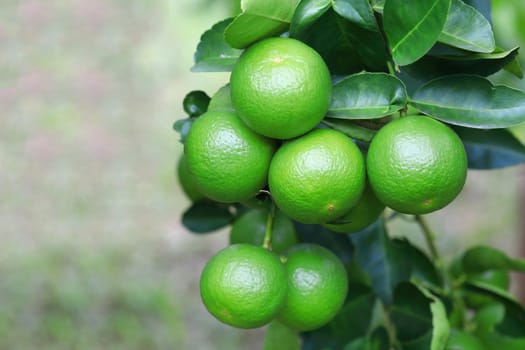 Green organic lime citrus fruit hanging on tree in nature background.