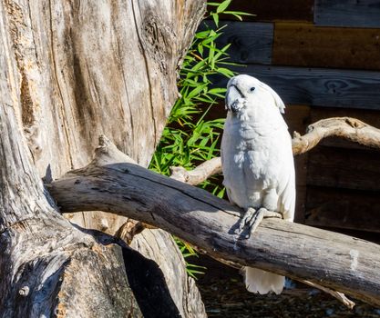 White cockatoo parrot sitting on a branch, a tropical pet from indonesia