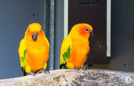 two jandaya parakeets sitting on a branch together one looking in the camera and chewing, colorful exotic and little parrots from brazil