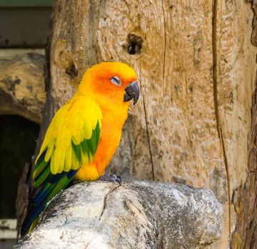 jandaya parrot sitting on a tree branch and making a satisfied face, a tropical colorful bird from brazil