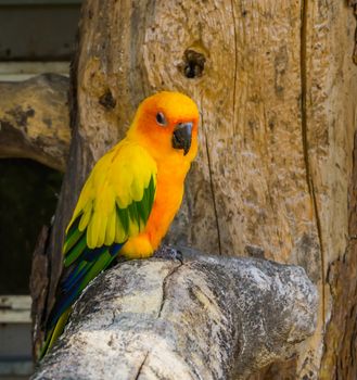jandaya parakeet sitting on a tree branch in closeup, popular and colorful pet from brazil.