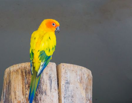 beautiful jandaya parrot from the back, showing its colorful feathers and looking at the camera