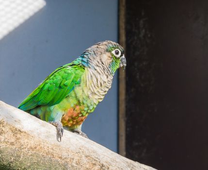 beautiful closeup of a green cheeked parakeet, a small parrot from brazil