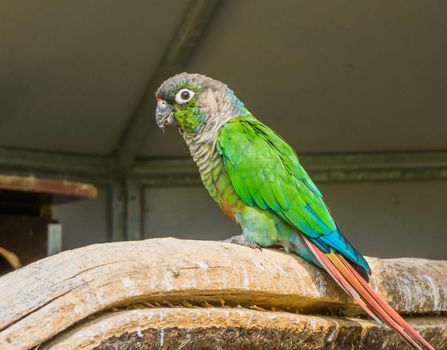 green cheeked parakeet from a side view, a tropical and colorful pet from brazil