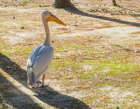 Great white pelican standing in the sand and looking around, a big predator bird from europe