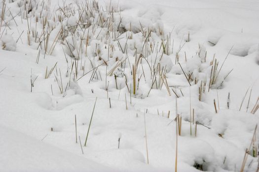 Dry grass cowered with snow as nature background. Winter in Latvia. Grass with snow in winter season